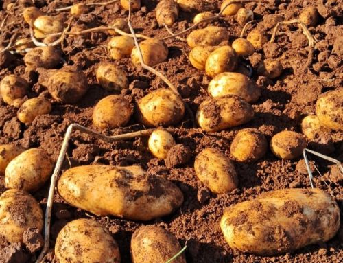 Adubação de cobertura incrementa o rendimento no cultivo da batata